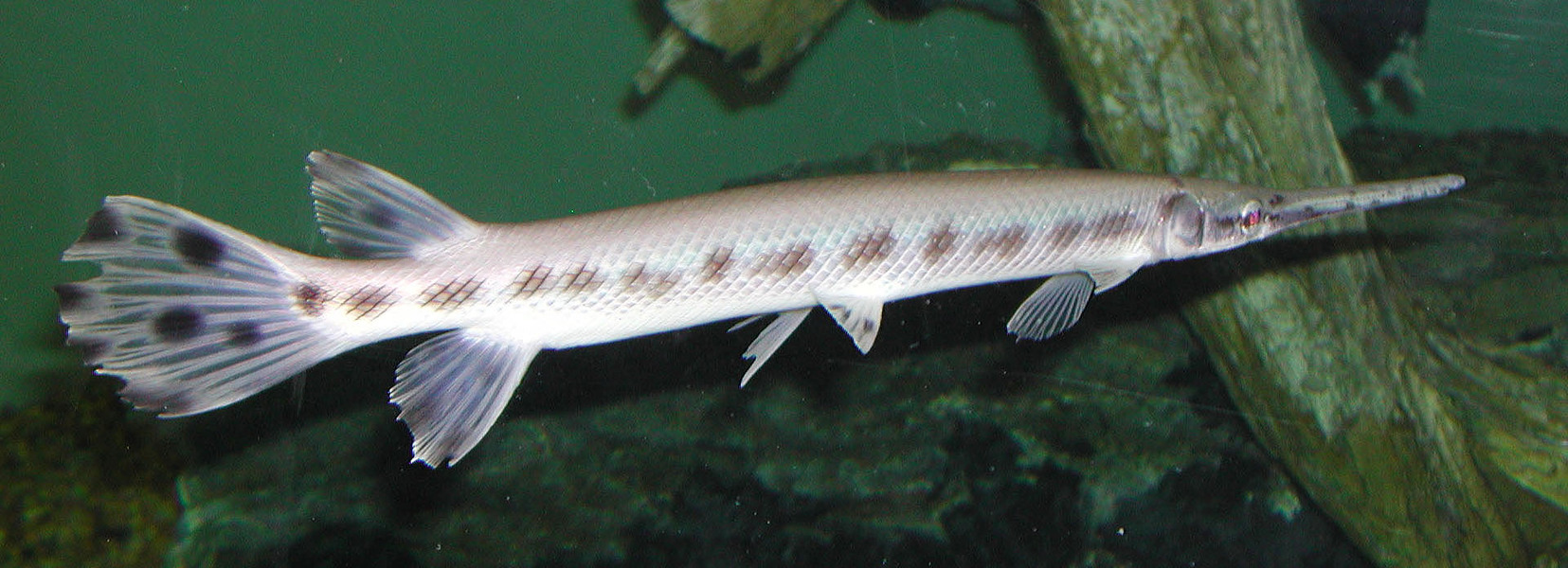 Lepisosteidae