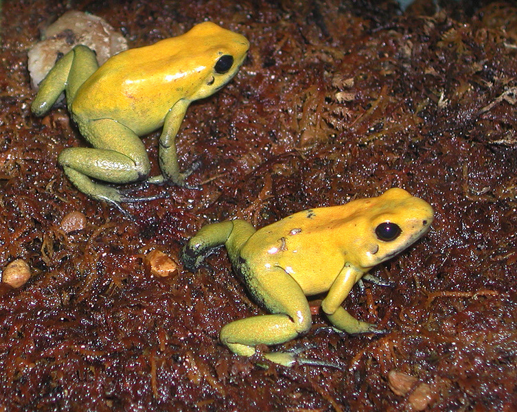 goldenfrogs