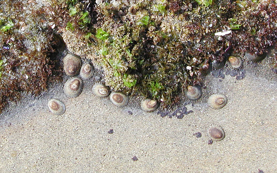 limpets2