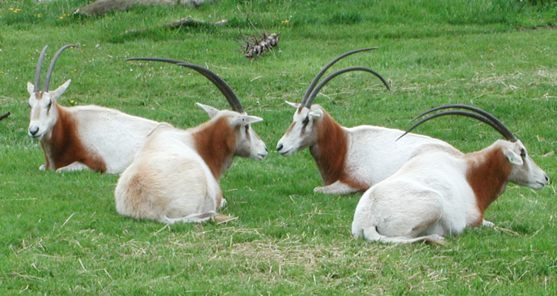 oryxdammah