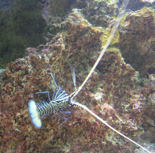 paintedspinylobster