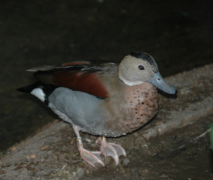 ringedteal