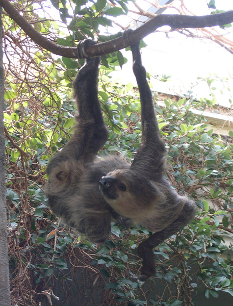 sloth4