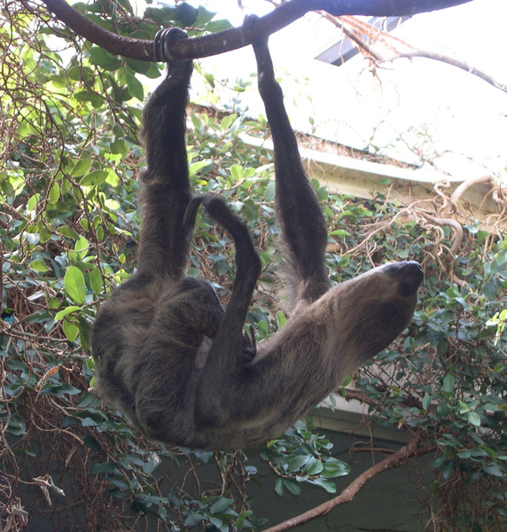 sloth7