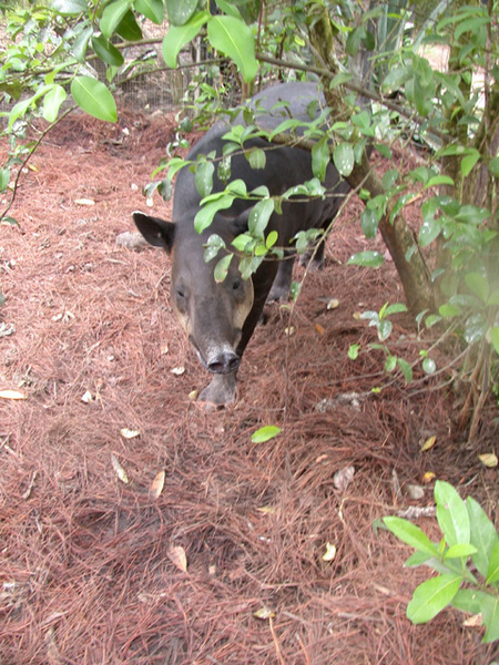 tapirusbairdii