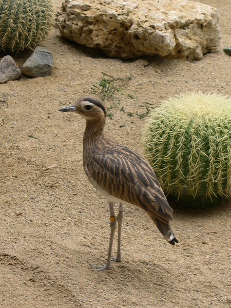 thick_knee3