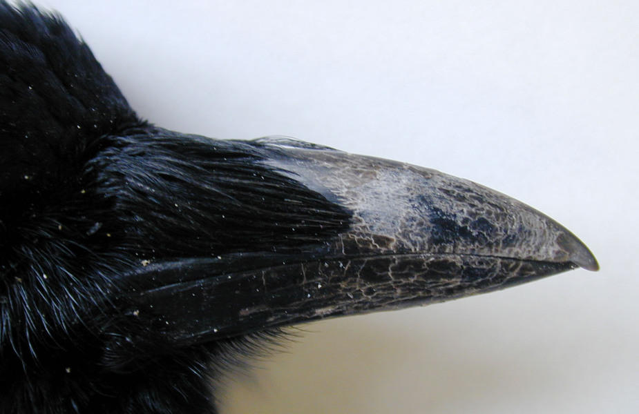 Corvus brachyrhynchos