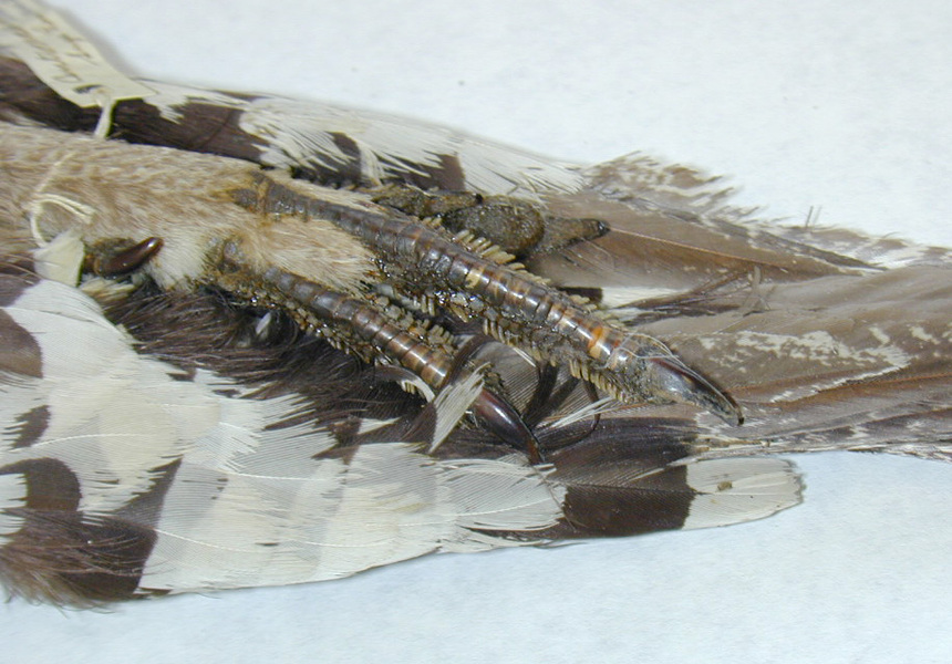 Centrocercus urophasianus