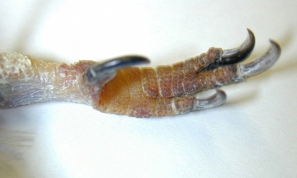 Alcedinidae