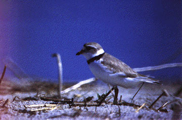 pipingplover