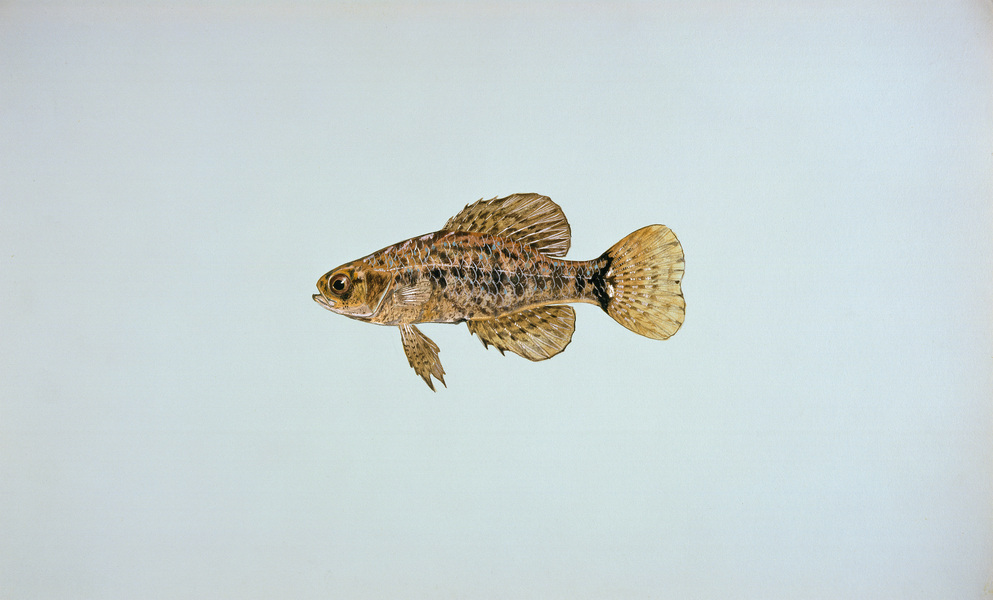 pygmysunfish