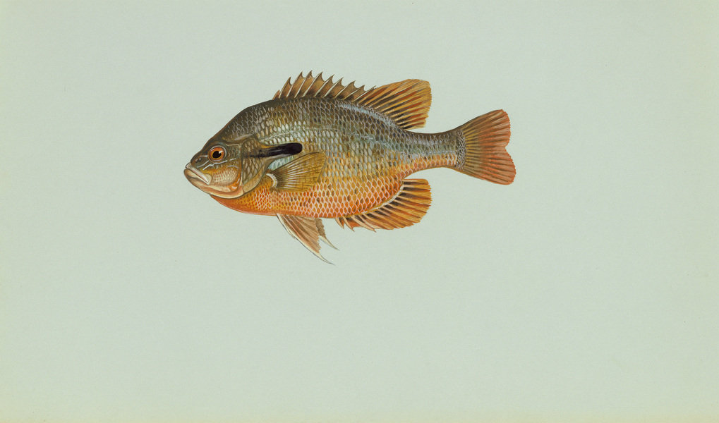 redbreastsunfish