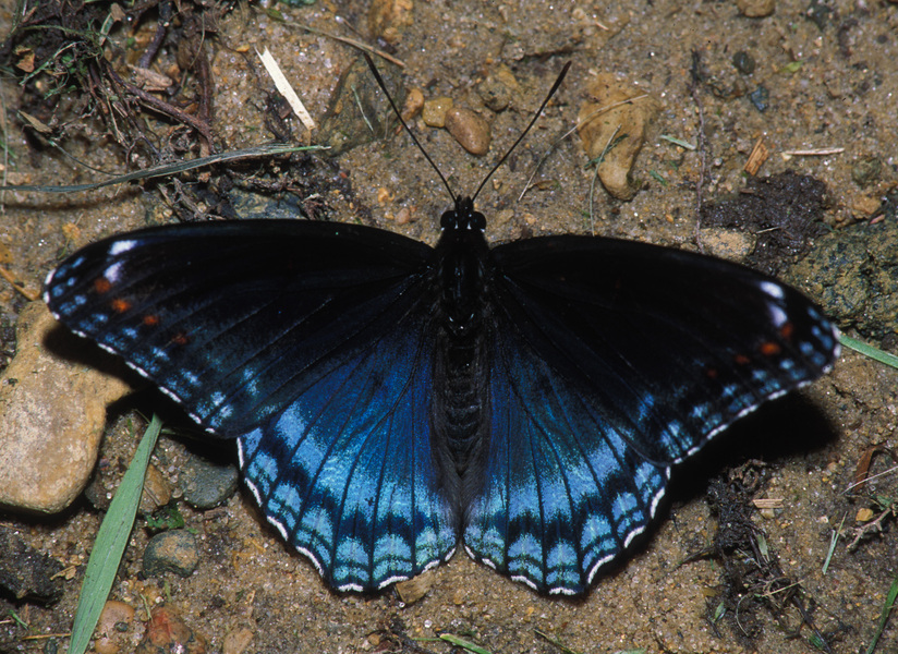 Papilionoidea