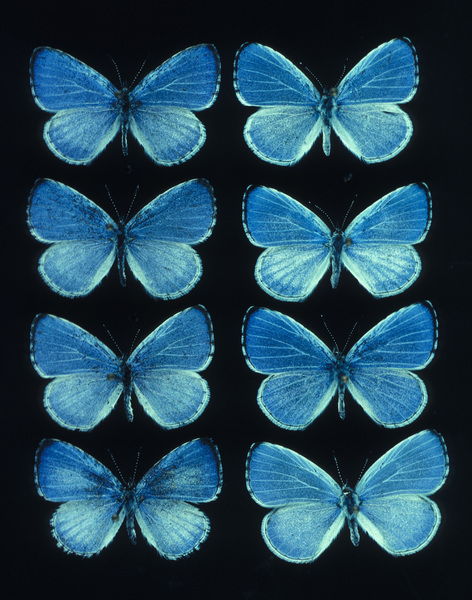 Lycaenidae