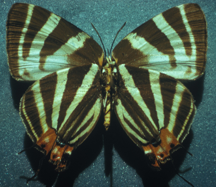 Lycaenidae